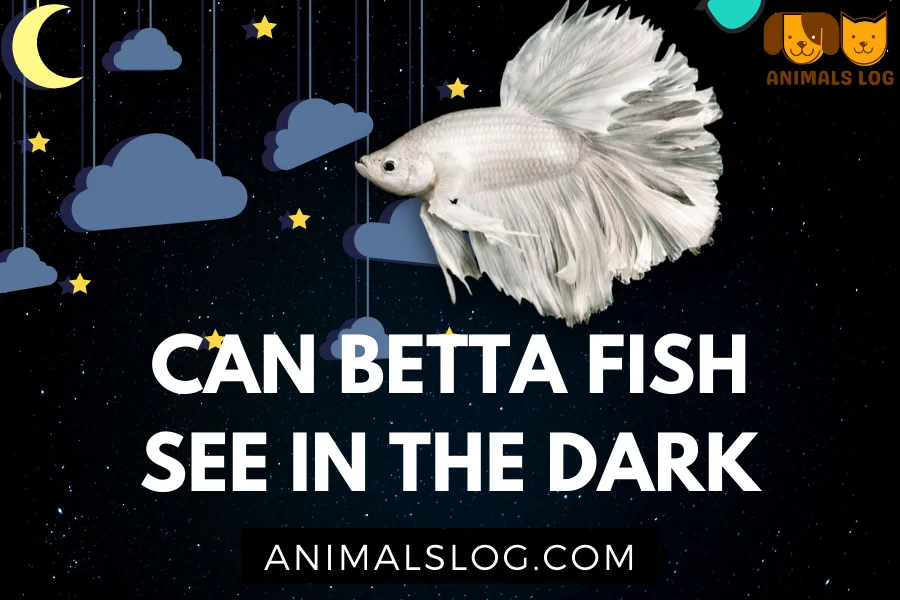 Can Betta Fish See In The Dark
