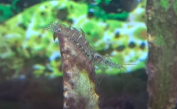 How To Keep Ghost Shrimp And Betta Together?