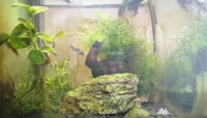 4 Ways On How To Lower pH In Betta Tank - Animals Log