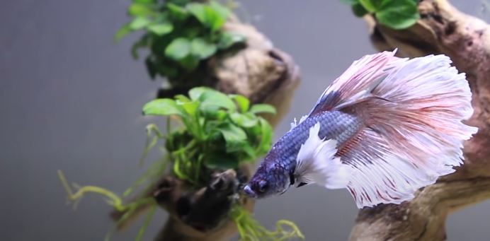 How to Change The Betta Tank's Water