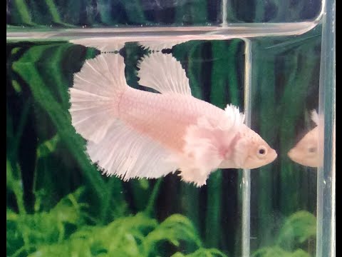 My new albino betta fish