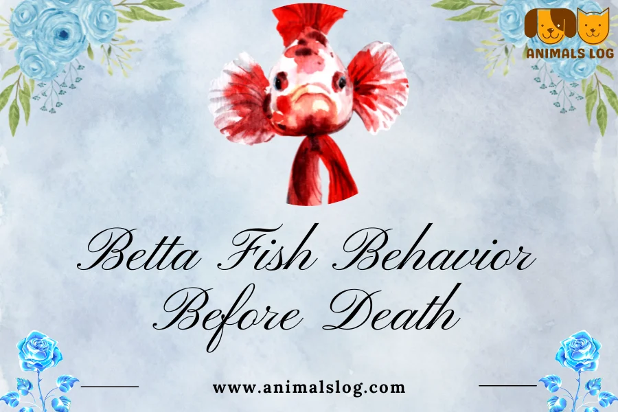betta fish behavior before death