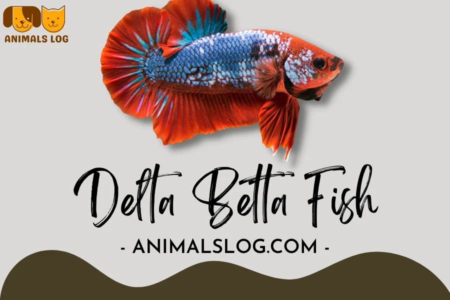 delta betta fish