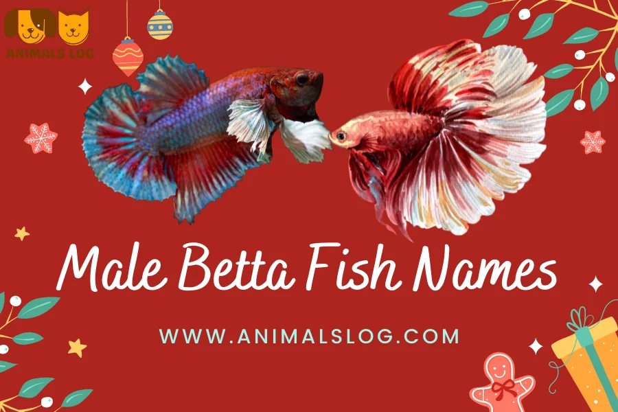 male betta fish names