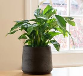 peace lily harmful for betta