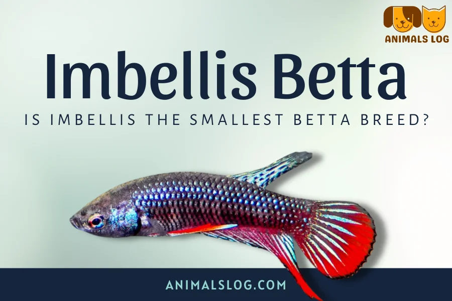 smallest betta breed