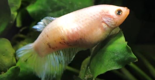 What Is Betta Fish Tumor?