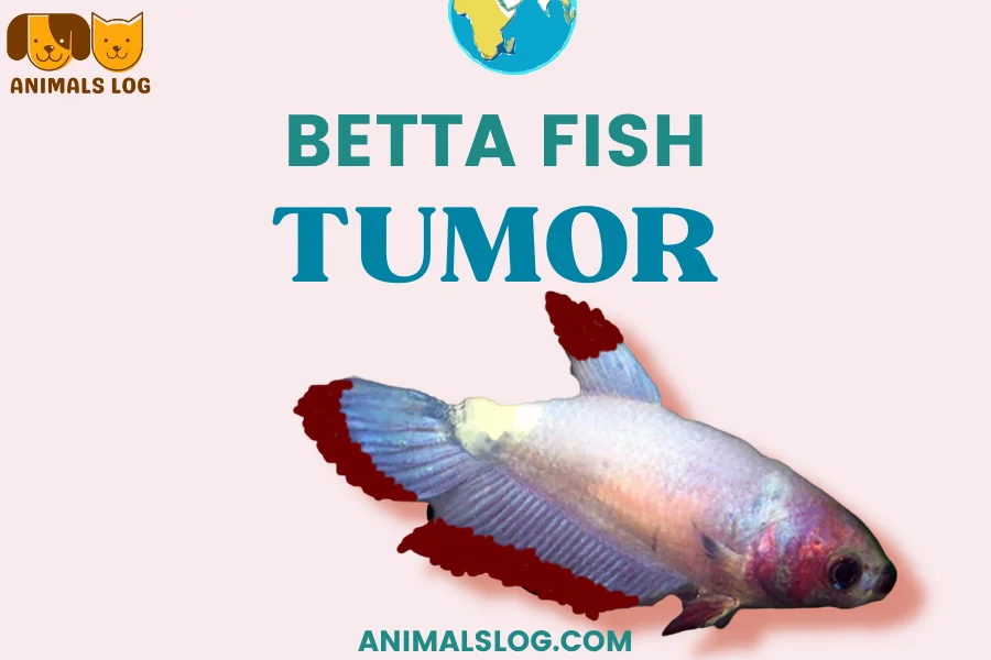 betta fish tumor