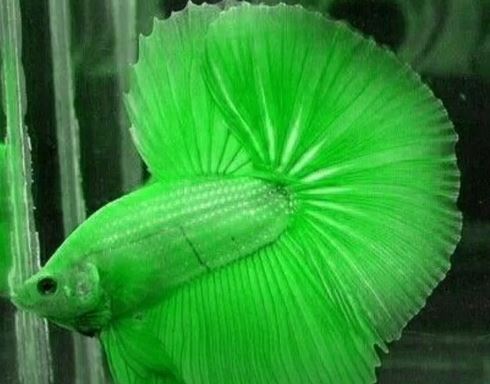 About Green Betta Fish