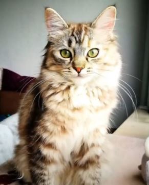 Appearance And Temperament ragoll mix tabby