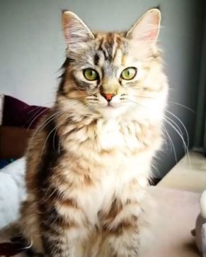 Must-Know Facts Of Ragdoll Tabby Mix Cats! - Animals Log