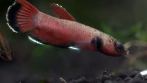 An Ultimate Guide To Betta Channoides - Animals Log