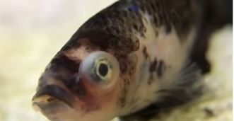 Betta Fish Eye Bulge Causes: