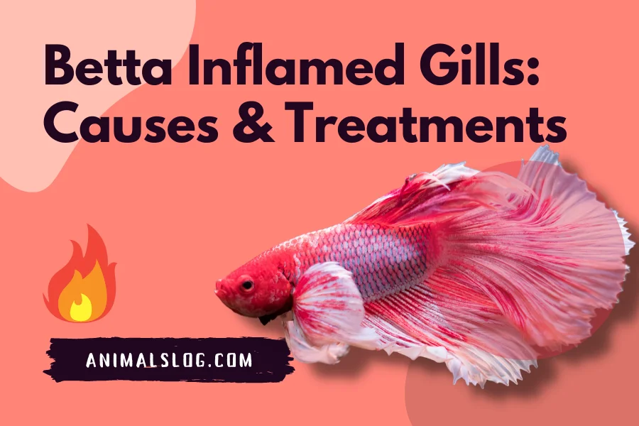 Betta Inflamed Gills