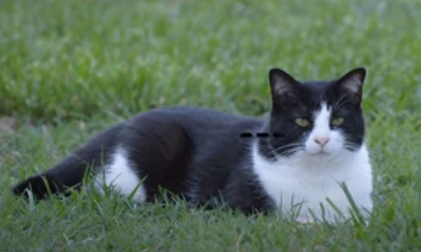 How Rare Is A Tuxedo Ragdoll Cat?