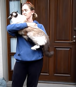 How to Hold a Ragdoll Cat - How to Pick Up a Ragdoll Cat