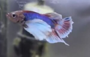 Ick In Betta Fish: Symptoms, Causes & Treatment - Animals Log