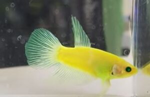 4 Reasons Why Can Betta Fish Go Blind? - Animals Log