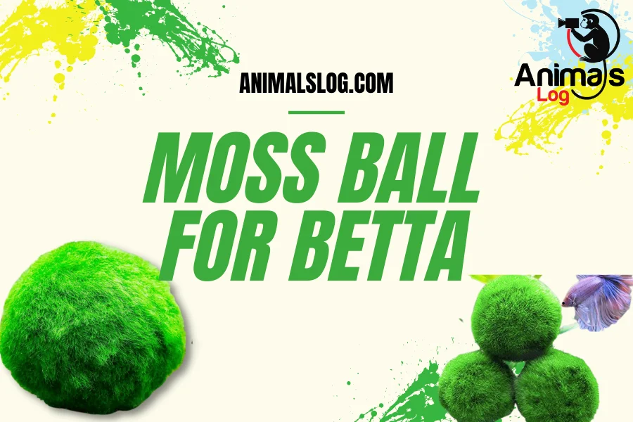 Moss Ball For Betta