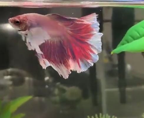 Pink Orchid Betta Fish Names Males and females