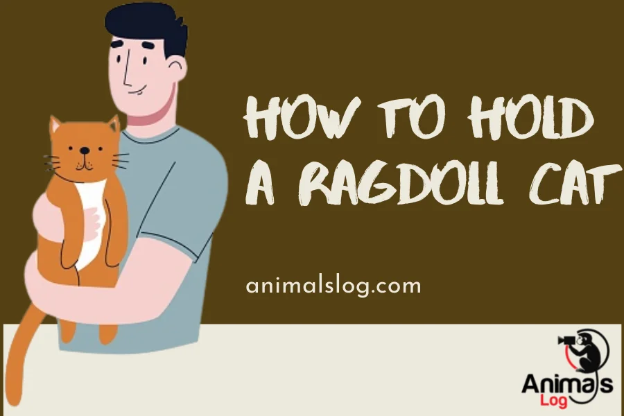 Ragdoll Cat Holding