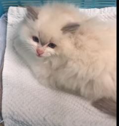 Ragdoll Kittens For Sale In Melbourne: List Of Breeders