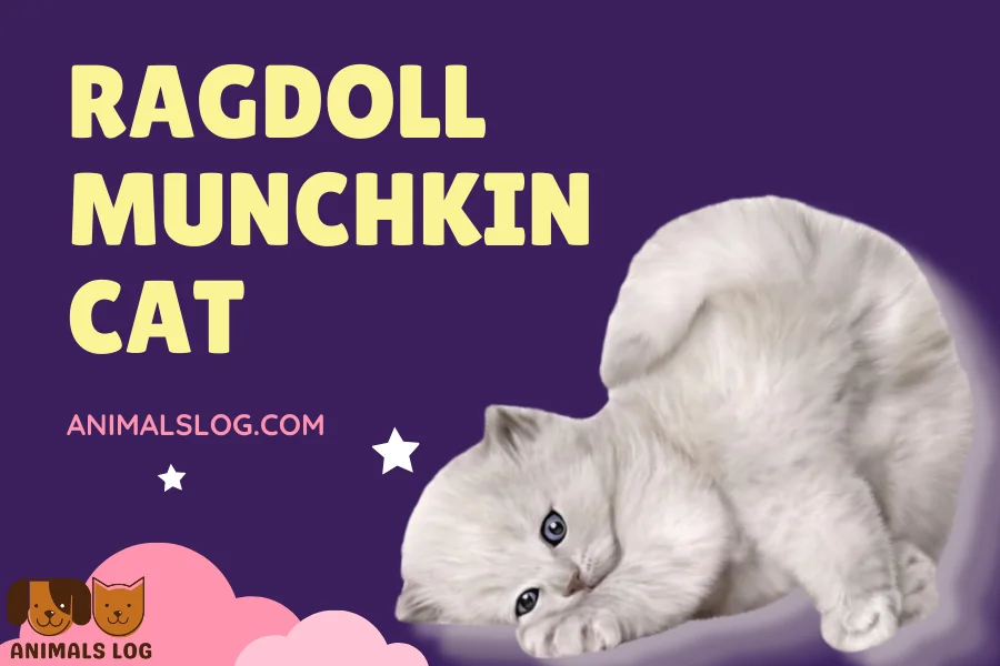 Ragdoll Munchkin Cat