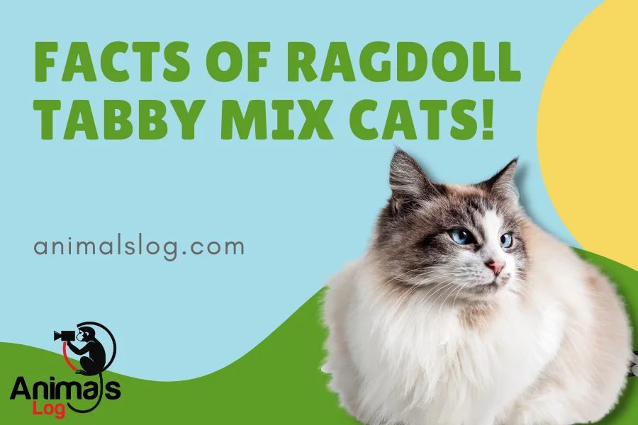 Must-Know Facts Of Ragdoll Tabby Mix Cats! - Animals Log