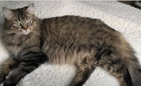 Size And Weight ragdoll mix tabby