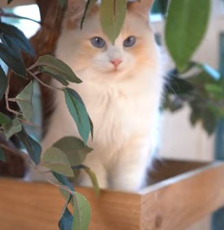 Tips On How To Find Ragdoll Kitten For Sale In Melbourne