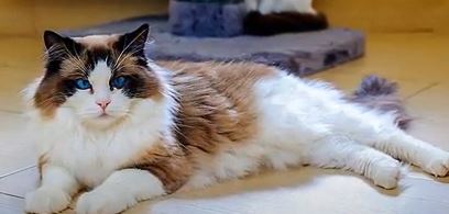 What Are Health Issues In A Ragdoll Snowshoe Cat?