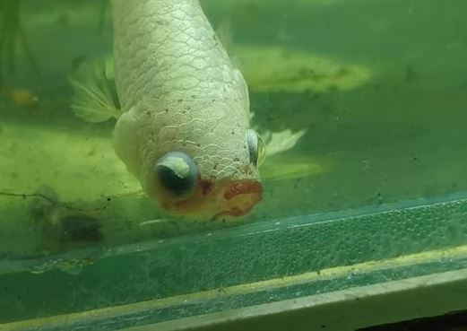 What Is Betta Fish Eye Bulge?