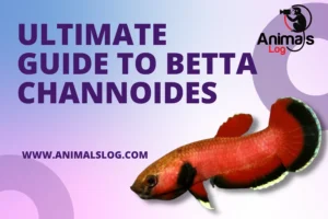 An Ultimate Guide to Betta Channoides