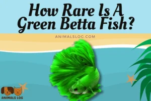 How Rare Is A Green Betta Fish?