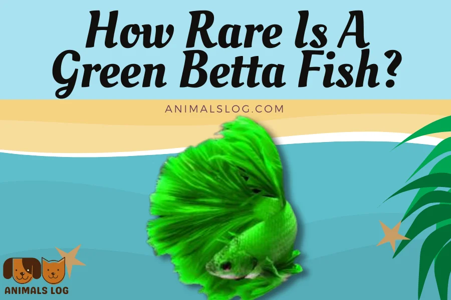 How Rare Is A Green Betta Fish? - Animals Log