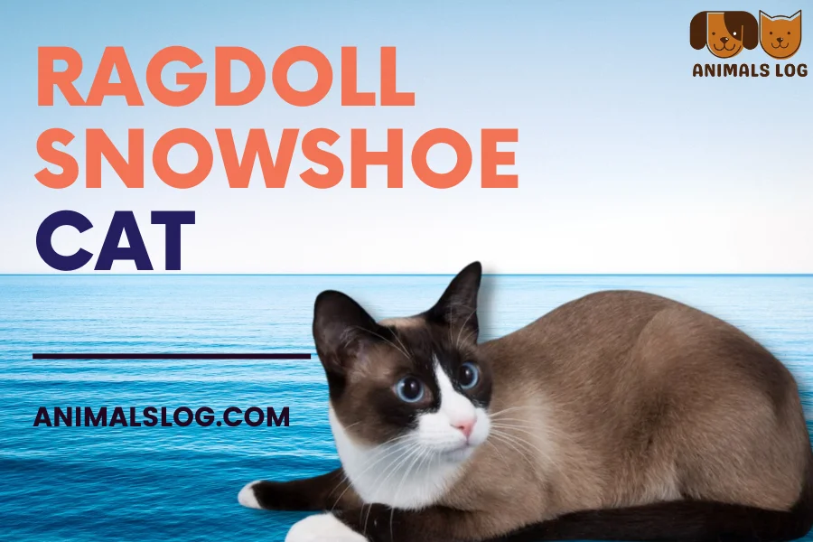 ragdoll snowshoe cat