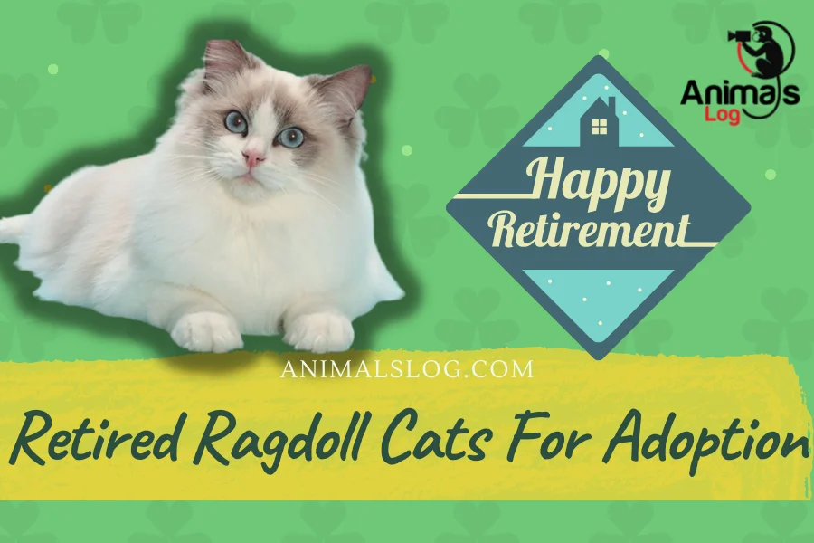 retired ragdoll cats for adoption