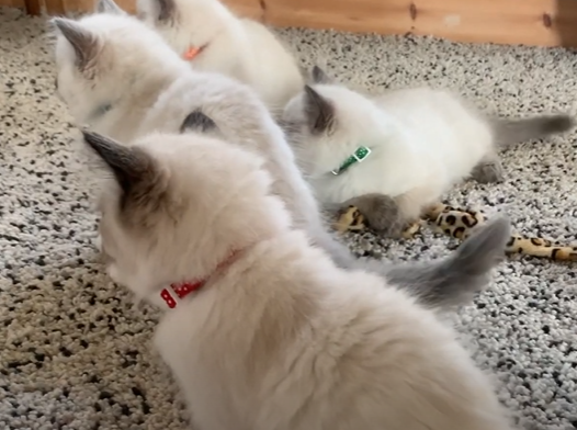 11 Week Old Ragdoll Kitten: Care Guide