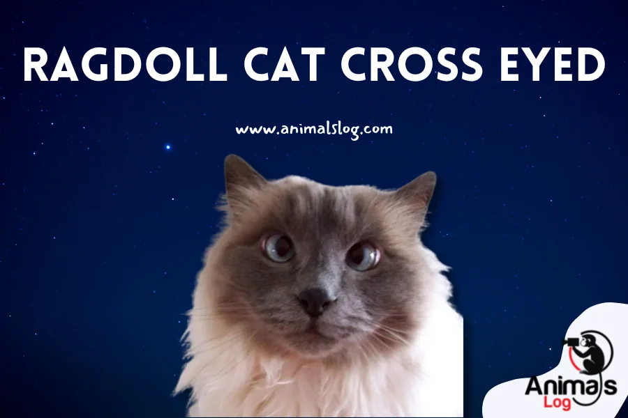 Ragdoll Cat Cross Eyed