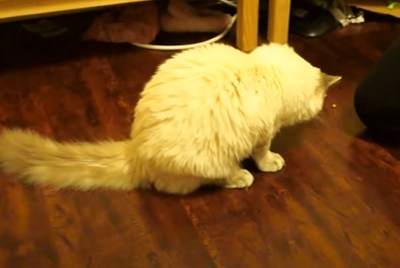 Tips On How To Make A Ragdoll Cat Sit: