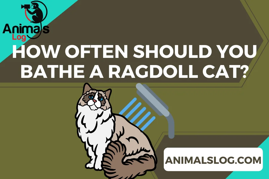 how often should you bathe a ragdoll cat