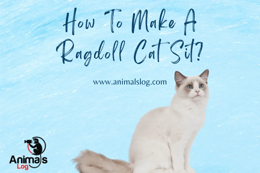 how to make a ragdoll cat sit