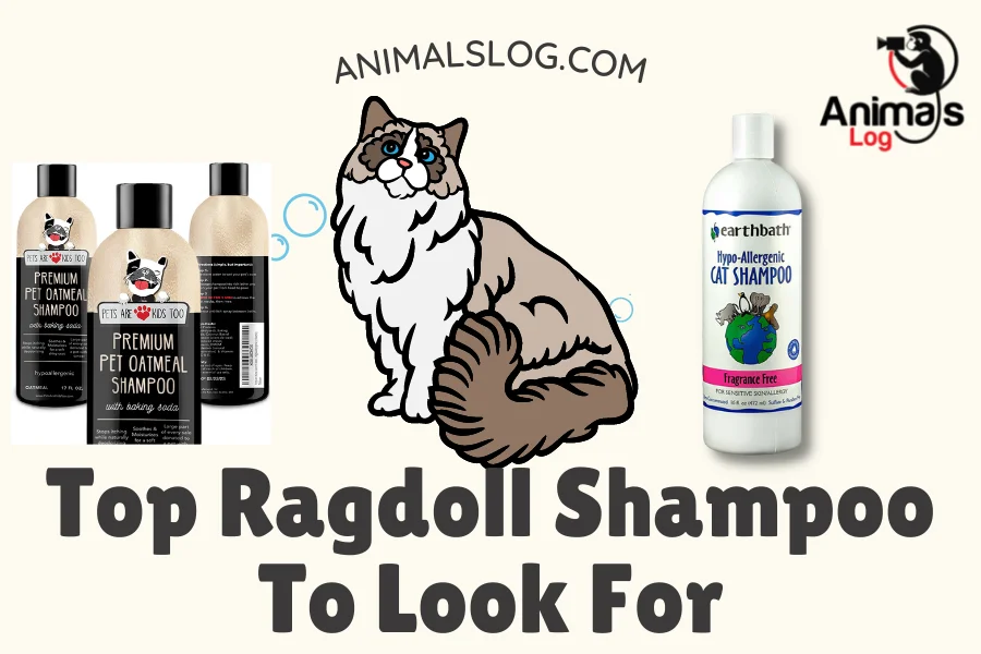 ragdoll shampoo