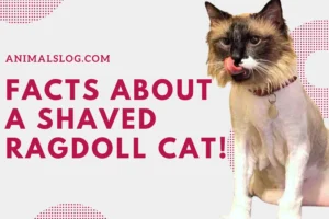6 Facts About A Shaved Ragdoll Cat!