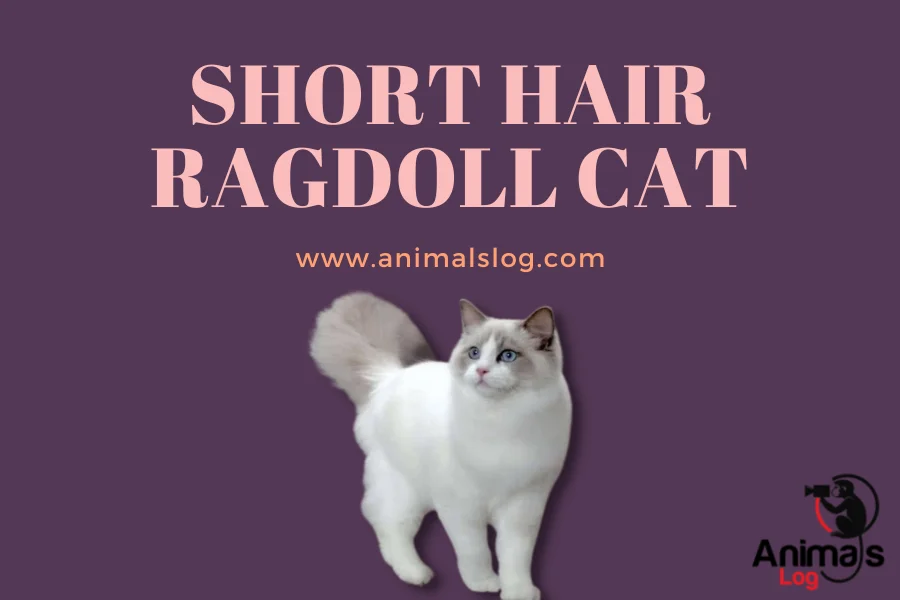 short hair ragdoll cat