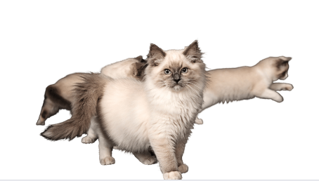 5 Bad Things About Ragdolls: Think Before You Buy! - Animals Log