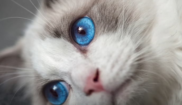 Himalayan Ragdoll Cat: About