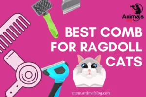3 Best Comb For Ragdoll Cats You Must Buy!