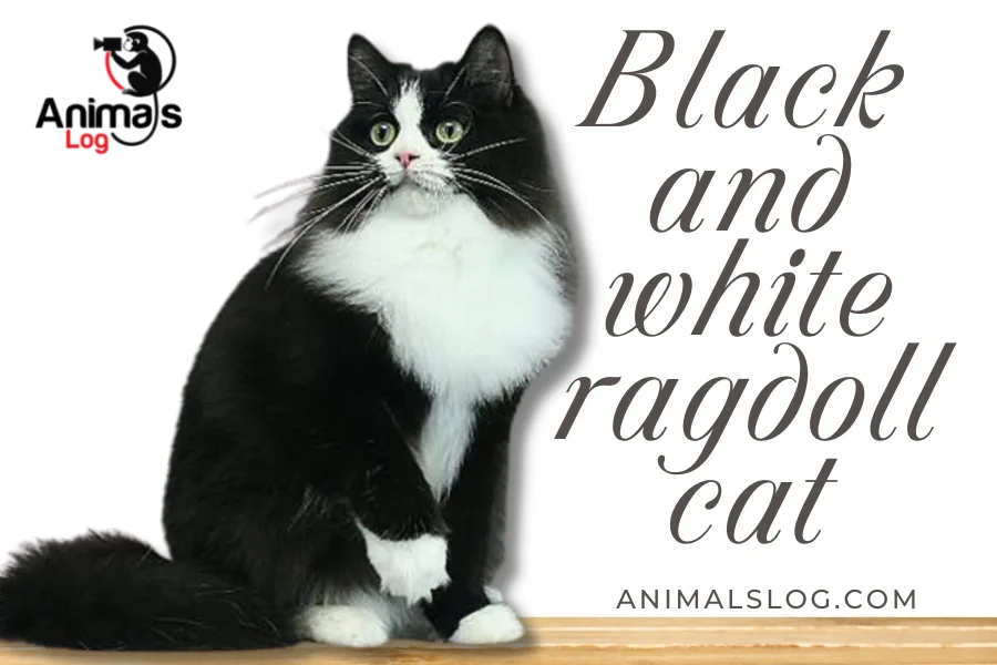 black and white ragdoll cat