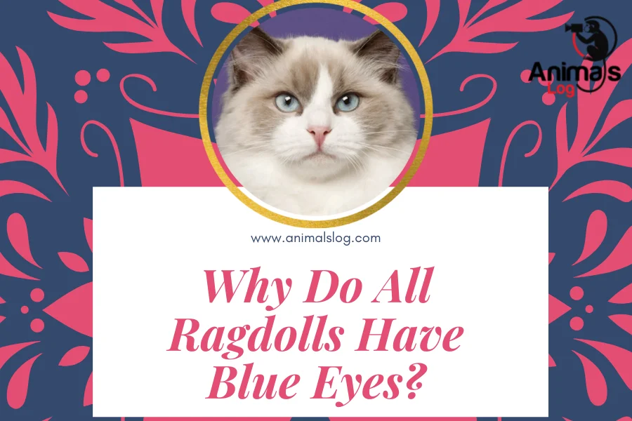 do all ragdolls have blue eyes